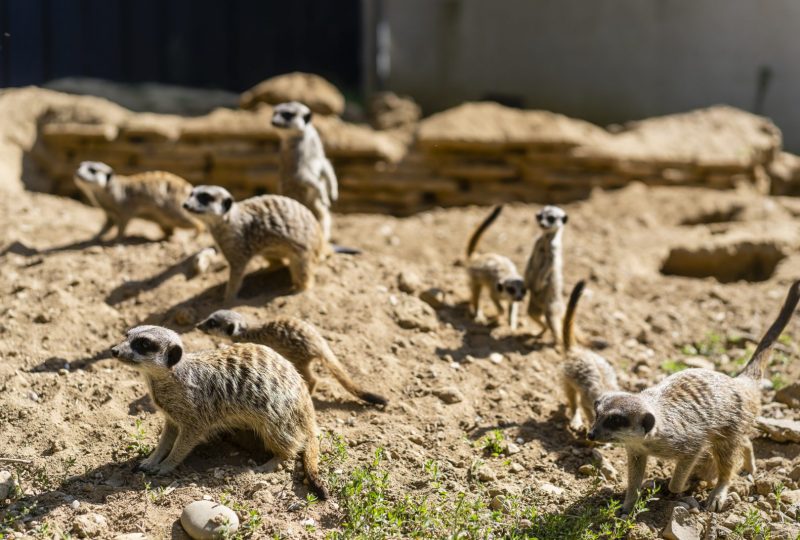 Zoo d’Upie – Le Jardin aux Oiseaux à Upie - 2