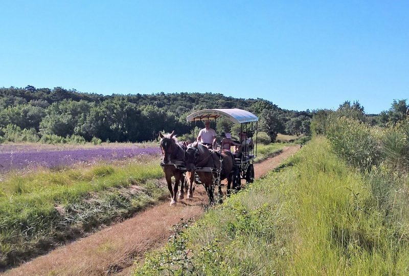 Les Attelages de Grignan à Grignan - 5