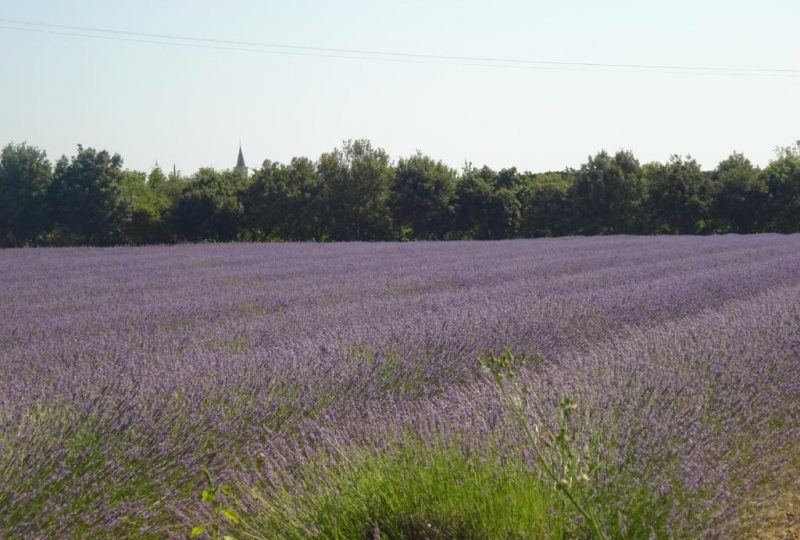 Gîte la Bonnelle à Grillon - 12