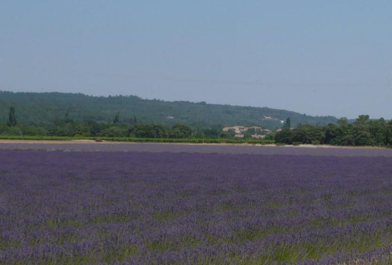 Les cigales à Montségur-sur-Lauzon - 20