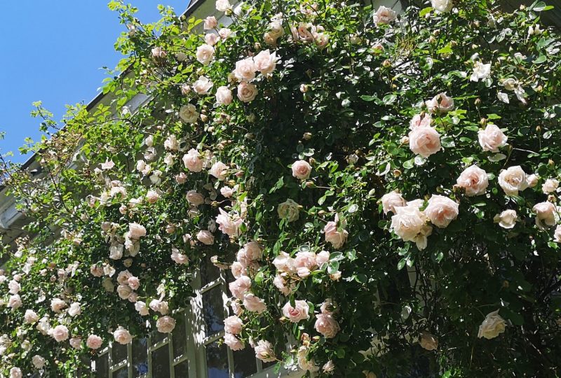 « Histoire des roses : les connaître, les aimer » à Grignan - 0