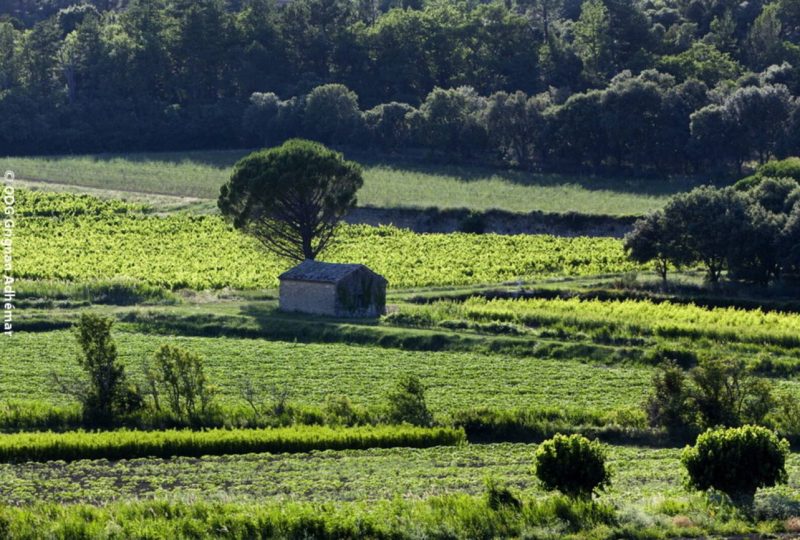 Des vignes et des cabanons à Grignan - 0