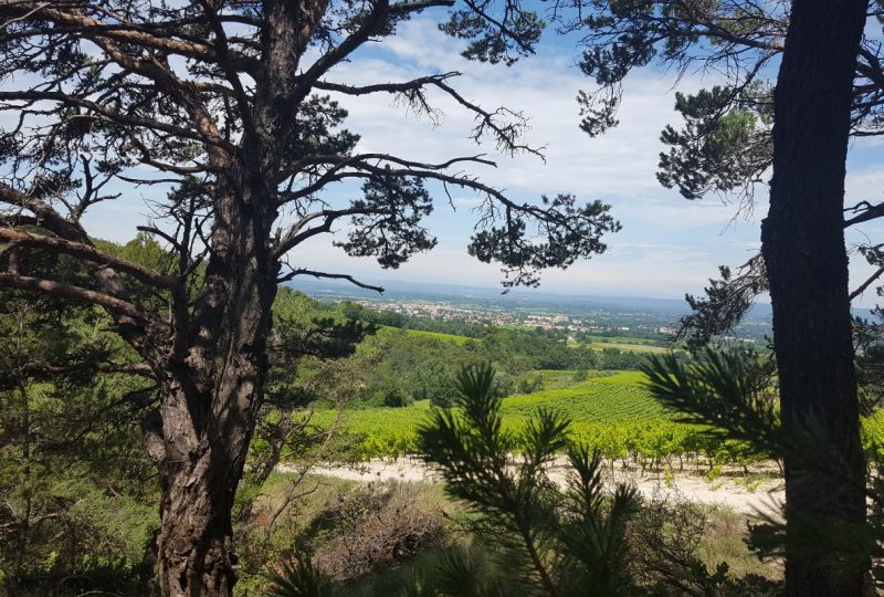 Les Lavandins à Taulignan - 16