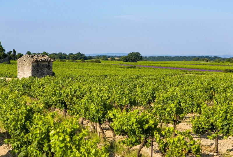 Les Lavandins à Taulignan - 19