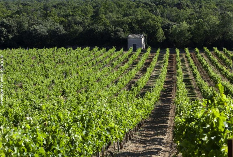 Des vignes et des cabanons à Grignan - 0