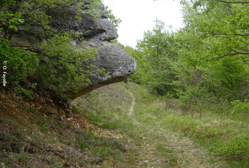 Entre bois et ravins à Taulignan - 1