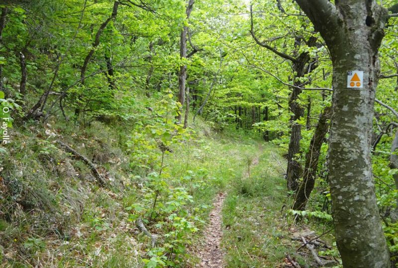 Entre bois et ravins à Taulignan - 2