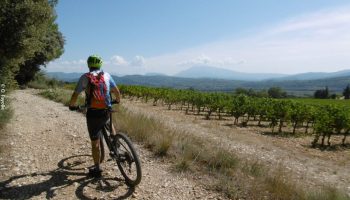 Entre vignes et panoramas