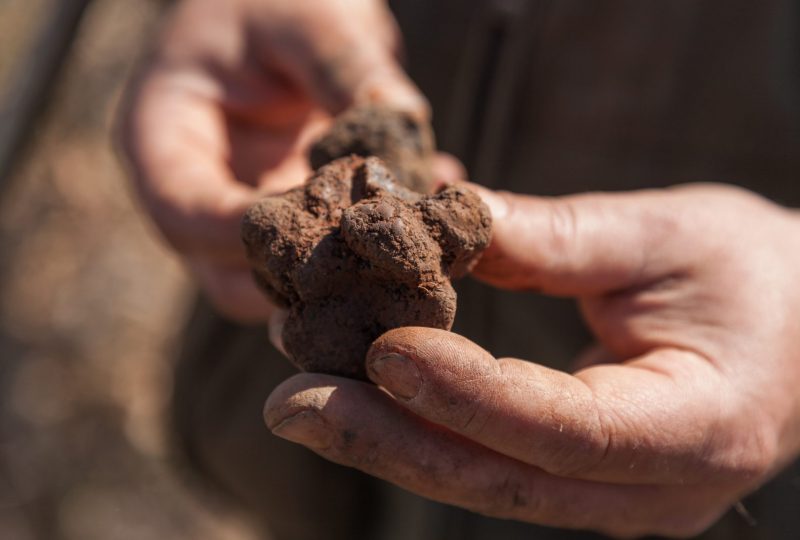 Le Petit truffé à Grignan - 1