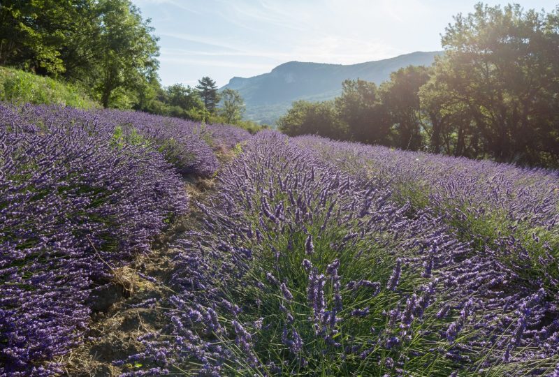 Bleu Lavande à Grignan - 2